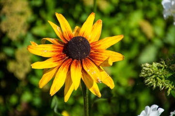 yellow rudbekia hirta flower in sunny day 