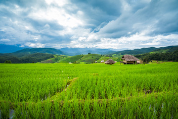 Paddy Rice Field Plantation Landscape with Mountain View Background