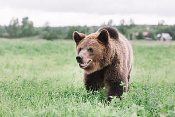 Portrait of a brown bear walking in the field in the grass against the background of residential buildings or a village .