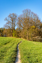 Fototapeta premium Narrow footpath in leading to forest through lush green springtime meadow