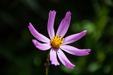 Obraz premium white and purple cosmic flower on green background
