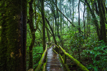 Obraz premium Wooden bridge walkway in to the rain forest