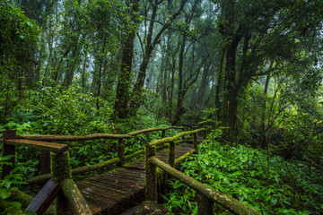 Wooden bridge walkway in to the rain forest