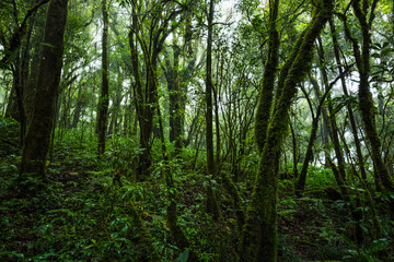 Tropical rain forest