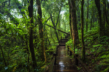 Obraz premium Wooden bridge walkway in to the rain forest