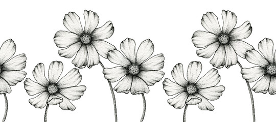 cosmos flowers seamless border, hand drawn line art floral illustration, vintage floral textile design, monochrome wildflowers background