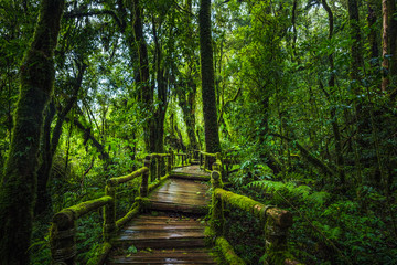 Wooden bridge walkway in to the rain forest
