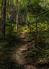 Forests of Dholkal, district Dantewada, Chhattisgarh, India
