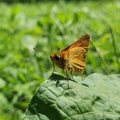 butterfly on leaf