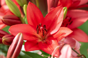 Fototapeta na wymiar garden Lily flower close up