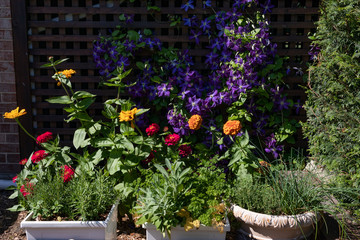 Midwestern Home Garden with Colorful Flowers in Flower Pots during Summer