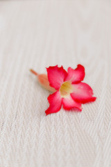 Obraz na płótnie Canvas Pink flower in textured background