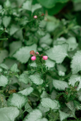 natural background green plant in a flower bed close up