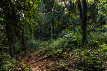 Obraz premium Forests of Dholkal, district Dantewada, Chhattisgarh, India