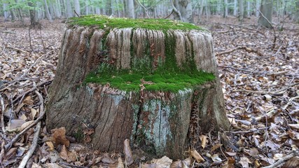 Old Mossy Wooden Stump. Close-up