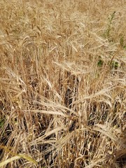 Fototapeta premium Golden ears of wheat in the field