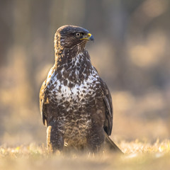 Common Buzzard looking