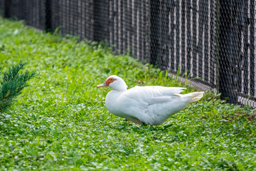 white duck in Batumi park, Georgia. musky duck