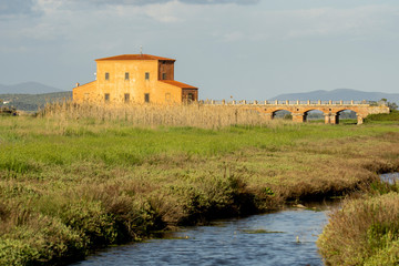 Fototapeta na wymiar Italy Tuscany Maremma Castiglione della Pescaia Grosseto, natural reserve of Diaccia Botrona.