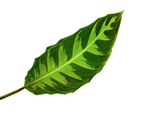 Calathea warszewiczii leaf, Tropical foliage isolated on white background, with clipping path  