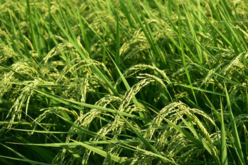 image of Rice harvest (August)