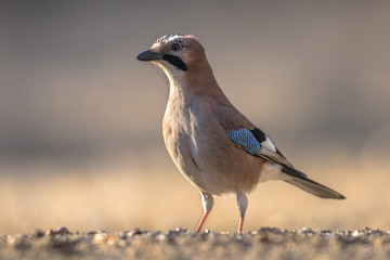 Eurasian Jay looking for food