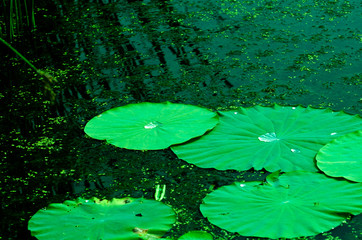 Beautiful Lotus green leaf in the pond.