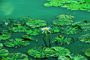 Beautiful  Lotus flower between the lotus forest in the pond.

C