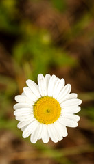 white daisy (primula)flower