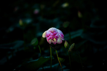 Obraz premium Beautiful Lotus flower between the lotus forest in the pond.C
