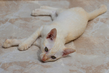 A kitten lying on the ground