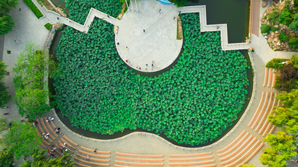 An aerial photograph of lotus flowers in a pond in Dalian, Liaoning Province, China
