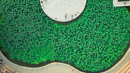 An aerial photograph of lotus flowers in a pond in Dalian, Liaoning Province, China

