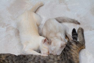 Kitten eating a milk from a cat mom.