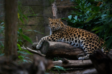 A rare Amur Leopard perched on a log resting.