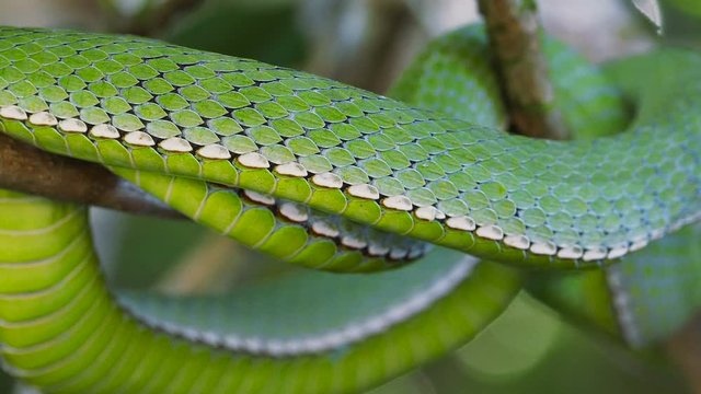 A venomous Vogeli green pit viper lies on a moving tree branchover the river. Wild nature stock footage.