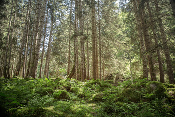 Summer Day Forest View, Forest View