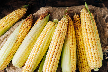 Fresh corn on the cob on a brown natural wood background close up