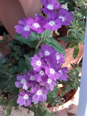 pink flowers in a pot