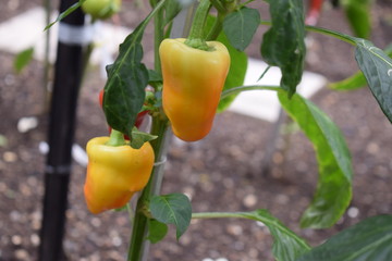 scharfe Chili