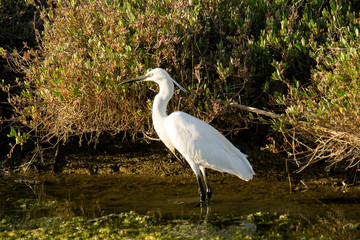 Italy Tuscany Maremma Castiglione della Pescaia Grosseto, natural reserve of Diaccia Botrona, heron hunting in a canal