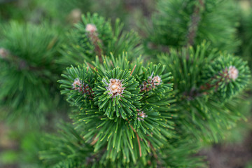 Naklejka na ściany i meble green spruce branches close-up