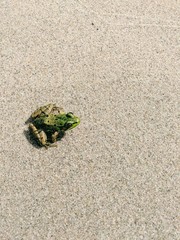 Sandy Frog