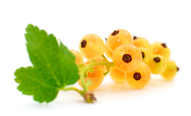 White currant fruit.