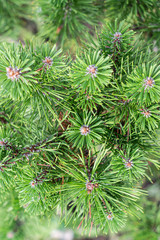 green spruce branches close-up