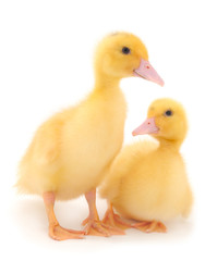 Little cute duckling.