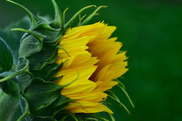 Young Sunflower - obrazy, fototapety, plakaty
