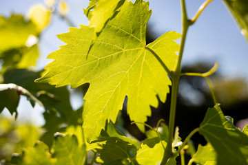 A leaf of young grapes in the rays of the setting sun. Home or industrial winemaking.