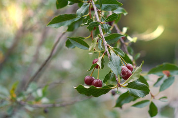 harvest of ripe red cherries on a tree branch. Selective focus