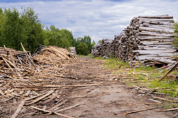 Mountains of fallen tree trunks. A pile of logs.